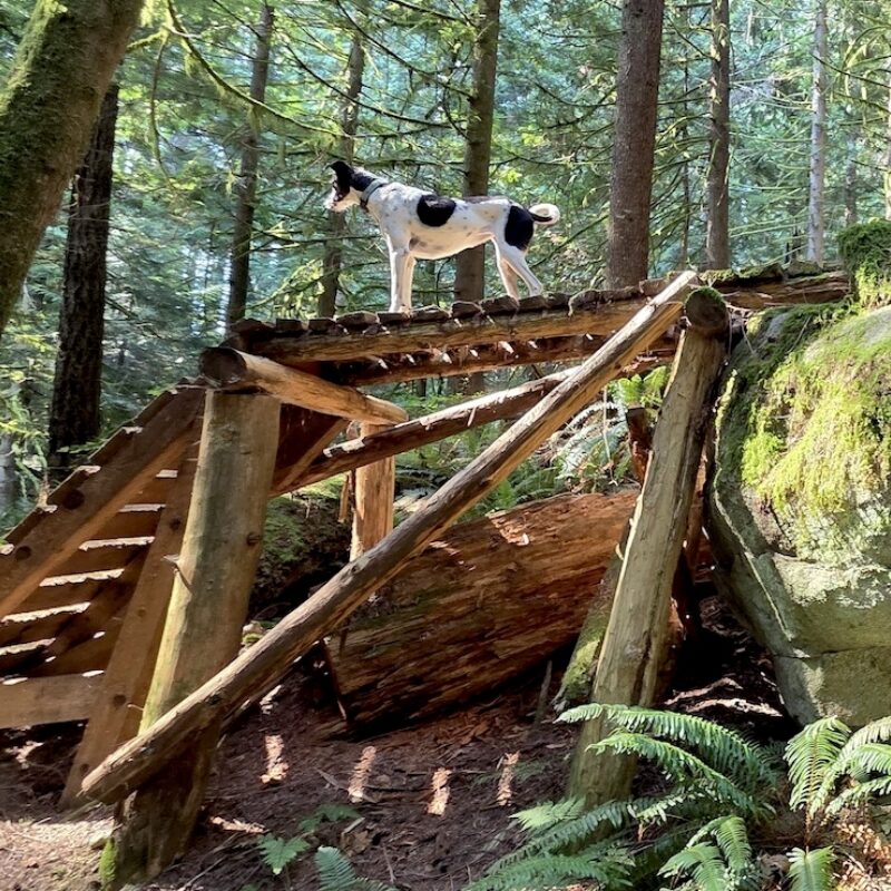 2025 Dougs Detention Ramp Doggie Skwiggles